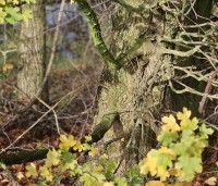 Acer campestre - Veldesdoorn - 2