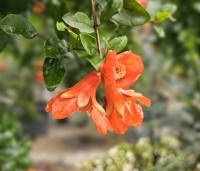 Punica granatum - Granaatappel - 1
