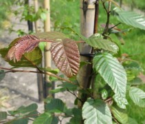 Carpinus Henryana ofwel Chinese haagbeuk