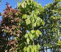 Tilia x europaea 'Pallida' - Koningslinde - leivorm midden
