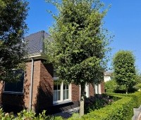 Quercus ilex - Steeneik - 2
