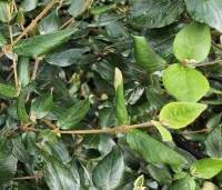 Viburnum Burkwoodii - Sneeuwbal Burkwoodii - 2