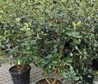 Viburnum Burkwoodii - Sneeuwbal Burkwoodii - 1