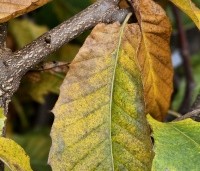 Castanea sativa - Tamme kastanje  - 1