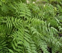 Sorbaria sorbifolia 'Sem' - Lijsterbessprirea 'Sem' - 1