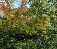 Acer palmatum - Japanse Esdoorn - 4