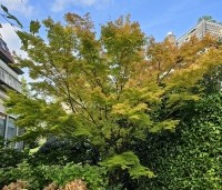 Acer palmatum - Japanse Esdoorn - oktober herfstverkleuring 2024