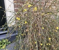 Jasminum nudiflorum - Winter Jasmijn - 1