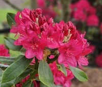 Rhododendron 'Nova Zembla' - Rododendron 'Nova Zembla' - 1