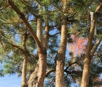 Pinus sylvestris - Grove den - 2