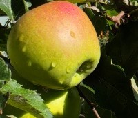 Malus dom. 'James Grieve' - Malus dom. 'James Grieve' - 1