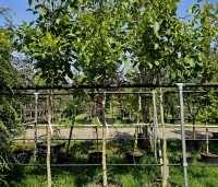 Juglans regia 'Rita' - Walnoot 'Rita' - 1