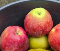 Malus dom. 'Gloster' - Malus dom. 'Gloster' - 4