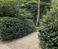 Ilex meserveae 'Blue Prince' - Blauwe hulst 'Blue Prince - 2