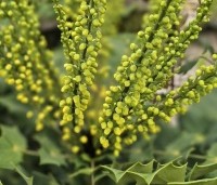 Mahonia x media 'Charity' - Mahoniestruik 'Charity' - winterbloei