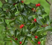 Ilex aquipernyi 'Dragon Lady' - Hulst 'Dragon Lady' - 3