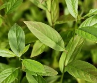 Itea virginica 'Henry's Garnet'  - Bloemwilg 'Henry's Garnet' - 1