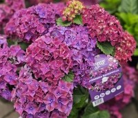 Hydrangea Forever & Ever Purple - Hortensia Forever & Ever Purple - 3