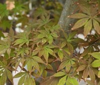 Acer palmatum 'Kurabu-Yama' - Japanse esdoorn - 10