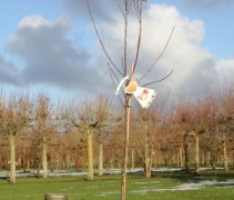 Malus domestica 'Elstar'  (3 jarig halfstam boompje in C7,5)