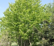 Parrotia persica 'Vanessa' volwassen boom