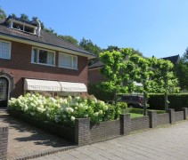 Pluimhortensia 'Limelight' in voortuin met leibomen