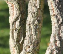 Quercus Suber