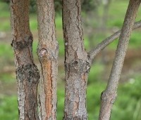 Pinus sylvestris - Grove den - 3