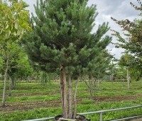 Pinus sylvestris - Grove den - 4