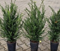 Taxus baccata - Venijnboom -