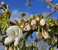 Prunus 'Fugenzo' - Japanse sierkers - 2