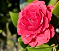 Camellia japonica Pink Perfection