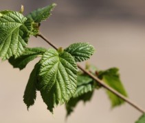 Hazelnoten struik 'Halle'sche Riesen' met jong blad