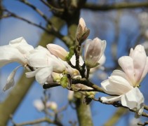 Magnolia 'Donna' struikvorm in bloei