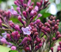 Syringa vulgaris 'Mrs Edward Harding'