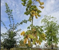 Firmiana simplex - Chinese parasolboom - 5