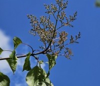 Syringa pekinensis 'Gimborn's China Pearl' - Chinese sering 'Gimborn's China Pearl' - 2