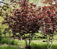 Corylus avellana 'Rode Zellernoot' - Rode hazelnoot  - 1