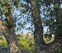 Quercus suber - Kurkeik - 1