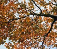 Acer pseudoplatanus 'Atropurpureum' - gewone roodbladige esdoorn - 9
