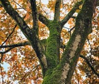 Acer pseudoplatanus 'Atropurpureum' - gewone roodbladige esdoorn - 10
