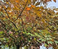 Acer pseudoplatanus 'Atropurpureum' - gewone roodbladige esdoorn - 8