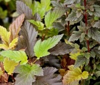Physocarpus opulifolius 'Little Angel' - Blaasspiraea 'Little Angel' - vakbeplanting  - 3