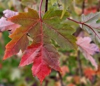 Acer x freemanii 'Autumn Blaze' - Acer x freemanii 'Autumn Blaze' - 4