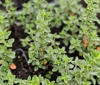 Teucrium lucidrys - Gamander - 1