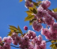 Prunus serrulata 'Kanzan' - Sierkers, kanzan - 2