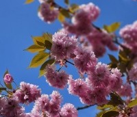 Prunus serrulata 'Kanzan' - Sierkers, kanzan - 3