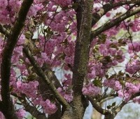 Prunus serrulata 'Kanzan' - Sierkers, kanzan - 1