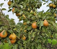 Pyrus com. 'Gieser Wildeman"  - Pyrus com. 'Gieser Wildeman"  - 1