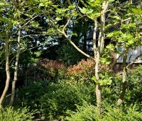 Platanus hispanica - Plataan - 1